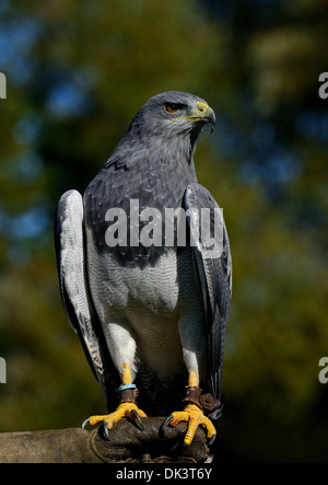 Chilenische Blue Eagle Geranoaetus Melanoleucus Australis, auch bekannt als Western schwarz Oberkörper Bussard Adler, schwarz & weißen Falken Adler Stockfoto