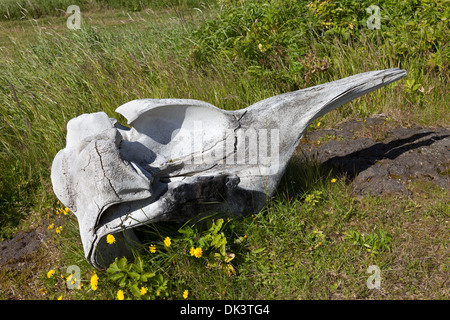 Walknochen auf der Halbinsel Reykjanes-Island Stockfoto