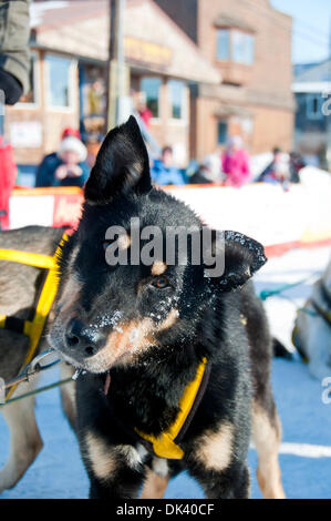 15. März 2011 - Nome, Alaska, USA - Hans Gott Blei Hund Biggy nach der Ankunft in Nome, 3. Platz im Iditarod 2011, Alaska zu beanspruchen (Credit-Bild: © Ron Levy/ZUMAPRESS.com) Stockfoto