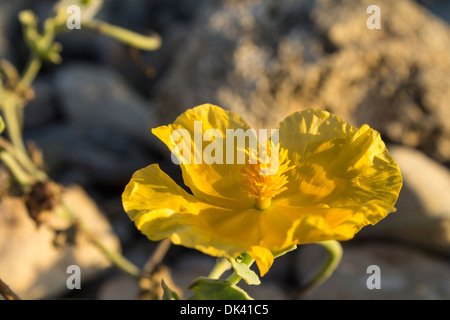 Gehörnte Mohn - Glaucium Flavum komplett im morgendlichen Sonnenlicht gebadet Angeberei seine Struktur und leuchtend gelbe Farbe Stockfoto
