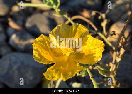 Gehörnte Mohn - Glaucium Flavum komplett im morgendlichen Sonnenlicht gebadet Angeberei seine Struktur und leuchtend gelbe Farbe Stockfoto