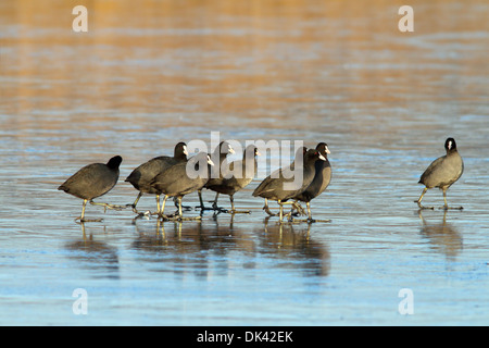 Herde von Blässhühner (Fulica Atra) zu Fuß auf der gefrorenen Oberfläche des Sees Stockfoto