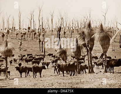 Perth Westaustralien Darling Downs vor 1900 Stockfoto