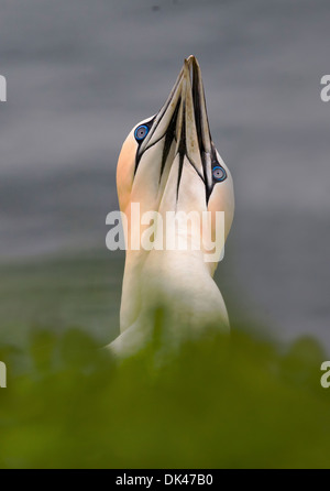 Northern Gannet Balz, Inter twinning-Köpfe in Balz Stockfoto