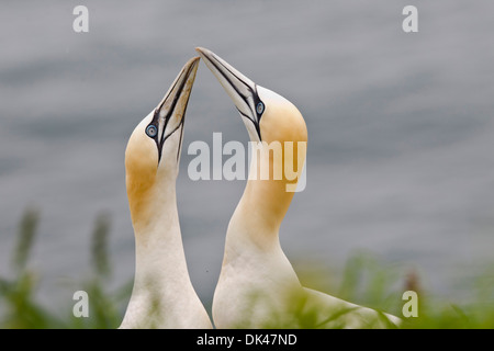 Northern Gannet Balz, Inter twinning-Köpfe in Balz Stockfoto