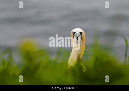 Northern Gannet Balz, Inter twinning-Köpfe in Balz Stockfoto