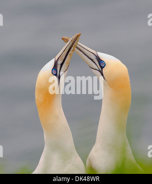 Northern Gannet Balz, Inter twinning-Köpfe in Balz Stockfoto