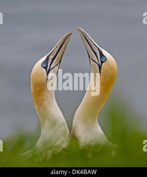 Northern Gannet Balz, Inter twinning-Köpfe in Balz Stockfoto