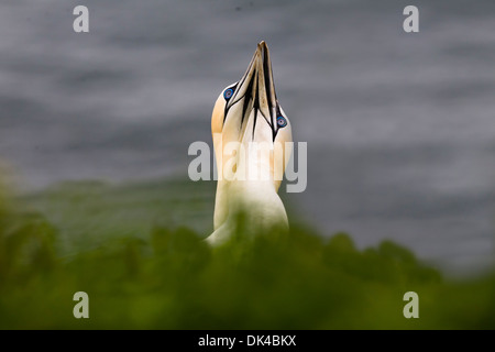 Northern Gannet Balz, Inter twinning-Köpfe in Balz Stockfoto