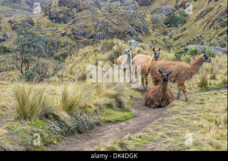 Eine Herde Lamas (Lama glama) im El Cajas Nationalpark in Ecuador Stockfoto