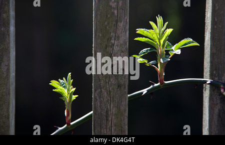 NEUES WACHSTUM BEGRÜßEN DIE ANKUNFT DES FRÜHLINGS Stockfoto