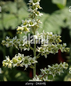 Falsche Helleborine, Weiße Nieswurz, Europäische Weiße Nieswurz, weiße Veratrum, Veratrum Album, Melanthiaceae. Europa, Asien. Stockfoto