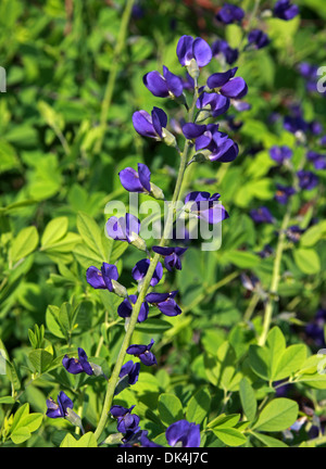 Blau, wildem Indigo oder blauen False Indigo Baptisia Australis, Fabaceae (Papilionaceae). Aka. Indigo Unkraut, Rattleweed, Rattlebush. Stockfoto