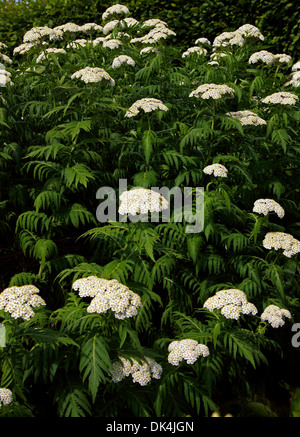 Weiße Schafgarbe, Achillea Grandifolia, Asteraceae. South & Zentralbalkan. Endemische Arten mit begrenzten Verbreitung in Bulgarien. Stockfoto