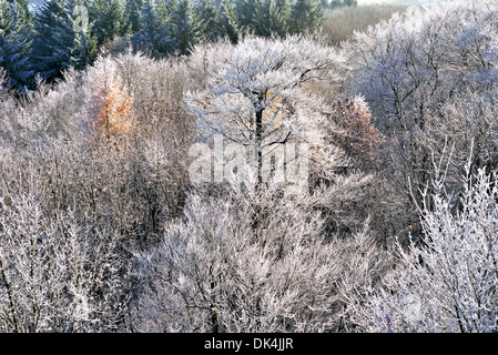 Deutschland, Natur Park Odenwald: Winterbäume mit weißen Raureif bedeckt Stockfoto