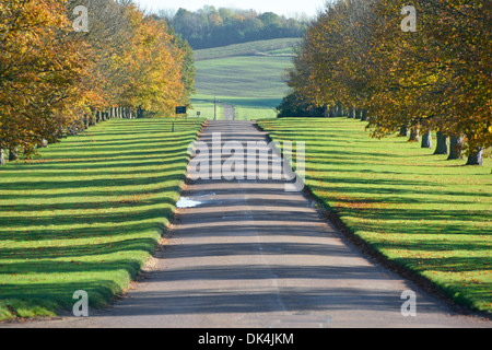 Allee der Herbst Bäume Schatten werfen auf jeder Seite des langen Einfahrt im Country park Stockfoto