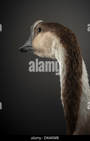 Studioporträt eines Gänsehers der afrikanischen Gänserrasse. Stockfoto