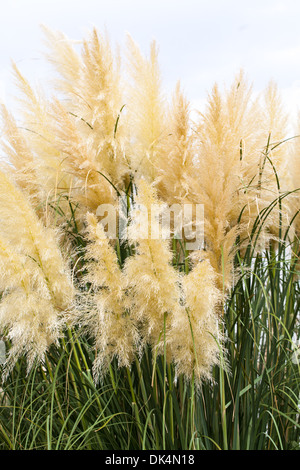 gefiederten Rasen Hintergrund Natur Gartenarbeit Stockfoto