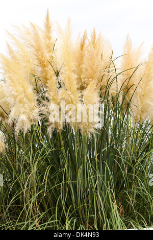 gefiederten Rasen Hintergrund Natur Gartenarbeit Stockfoto