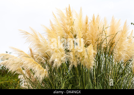 gefiederten Rasen Hintergrund Natur Gartenarbeit Stockfoto