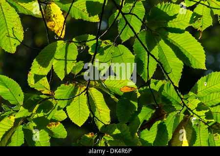 Edelkastanie (Castanea Sativa) verlässt Hintergrundbeleuchtung gegen Herbstsonne Stockfoto