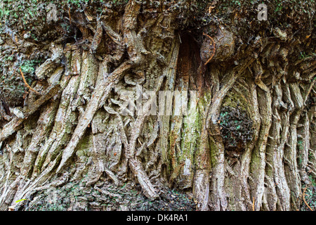 Edelkastanie (Castanea Sativa) Studium der Rinde Textur auf Baum Stockfoto