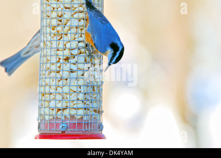 Red-breasted Kleiber thront auf einem Vogelhäuschen. Stockfoto