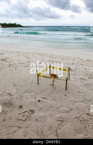 Ein Green Turtle Nest für Schutz am Strand bei Riviera Maya Cancun Yucatan Halbinsel Mexiko Nordamerika abgesperrt Stockfoto