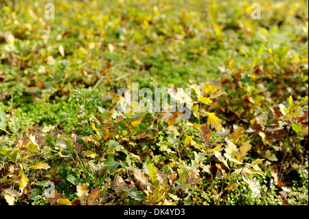 Mit einer jungen Eiche in einem Eiche Kindergarten hautnah Stockfoto