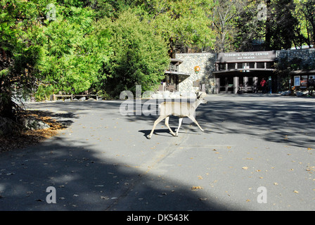 Hirsch vor Yosemite Visitor Center unter den Granitfelsen im Yosemite National Park in Kalifornien Stockfoto