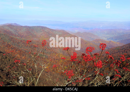 Blick auf die Berge aus den Blue Ridge Parkway in North Carolina mit roten Ashberries im Vordergrund. Stockfoto