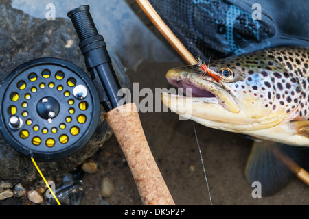 Ein Fliegenfischer fangfrische Bachforelle, geringe Schärfentiefe, konzentrieren sich auf die Fische. Stockfoto