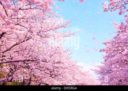 CG-Bild von Kirschblüten im Wind Stockfoto