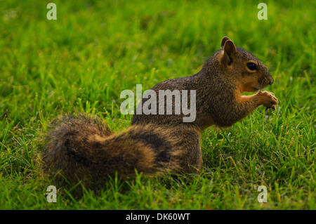 19. Mai 2011 - Fort Worth, Texas, USA - 19.05.2011. Ein Eichhörnchen sucht nach Eicheln in der rauen das sechste Loch in der ersten Runde des Crowne Plaza Invitational im Colonial in Fort Worth, Texas. (Kredit-Bild: © Ralph Lauer/ZUMAPRESS.com) Stockfoto