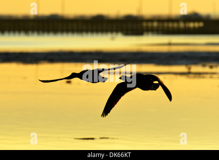 Brent Goose Branta bernicla Stockfoto