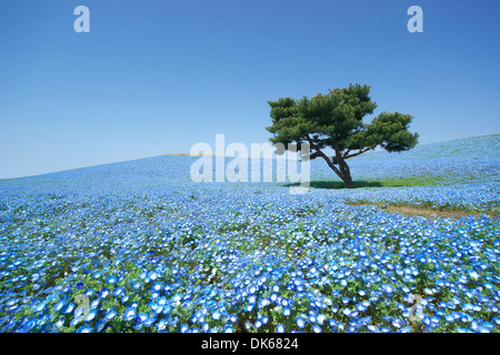 Baby Blau-Augen-Bereich Stockfoto