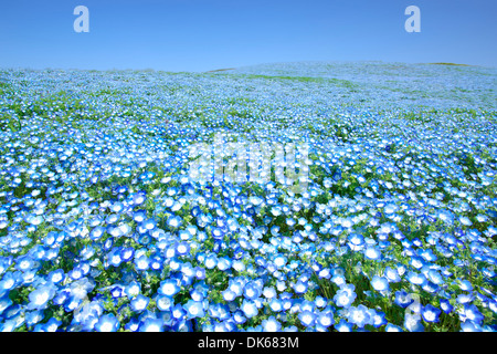 Baby Blau-Augen-Bereich Stockfoto