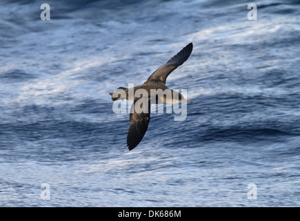 Balearen-Sturmtaucher - Puffinus mauretanicus Stockfoto