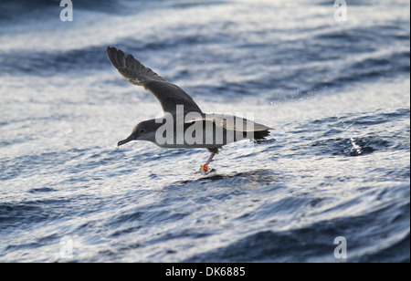 Balearen-Sturmtaucher - Puffinus mauretanicus Stockfoto