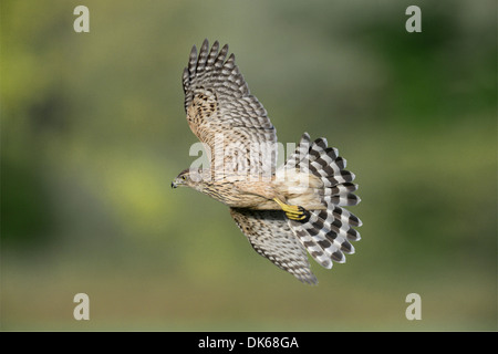 Habicht Accipiter Gentilis - unreife männliche Stockfoto