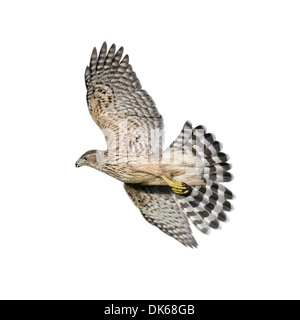 Habicht Accipiter Gentilis - unreife männliche Stockfoto