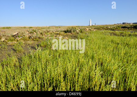 GEMEINSAMEN QUELLER Salicornia Europaea (Chenopodiaceae) Stockfoto