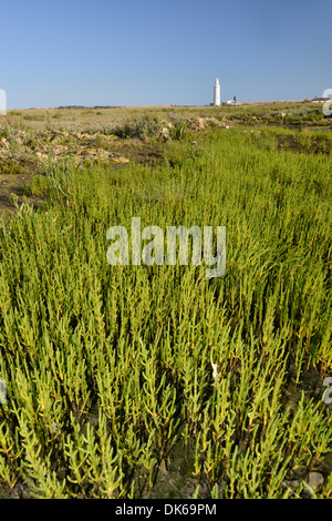 GEMEINSAMEN QUELLER Salicornia Europaea (Chenopodiaceae) Stockfoto