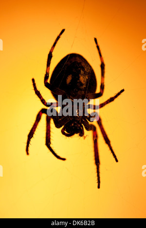 Große dunkle beängstigend Spinne gelblich oder orange Hintergrund hängen Stockfoto