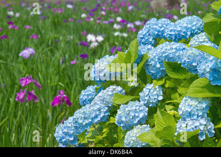 Hortensie Stockfoto