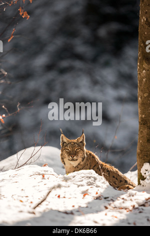 Eurasischer Luchs (Lynx Lynx) im Schnee, Nationalpark Bayerischer Wald, Deutschland Stockfoto