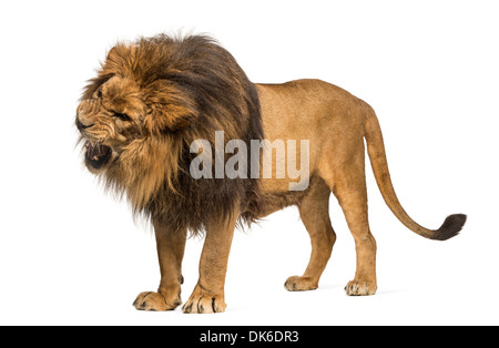 Löwe stehend, roaring, Panthera Leo, 10 Jahre alt, vor weißem Hintergrund Stockfoto