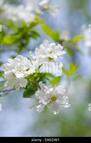 Exochorda Macrantha Stockfoto