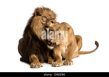 Löwe und Löwin zärtlich, Panthera Leo, vor weißem Hintergrund Stockfoto