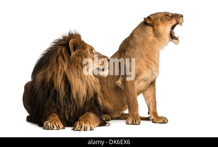 Löwe mit Löwin brüllt, neben einander, Panthera Leo, vor weißem Hintergrund Stockfoto